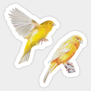 Canary Sticker set Sticker